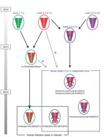 Thumbnail of Novel reassortant virus (A/Vietnam/14011801/2014) identified in a human case of influenza A(H5N1) virus infection in Vietnam, 2014. Ancestry of genes is denoted in the hemagglutinin clades. Arrows indicate genes that differ from the gene lineages of original clade 2.3.2.1c viruses. Colors indicate ancestry of each gene: green, clade 1.1; red, clade 2.3.2.1a; purple, 2.3.2.1b; and blue, clade 2.3.2.1c. 