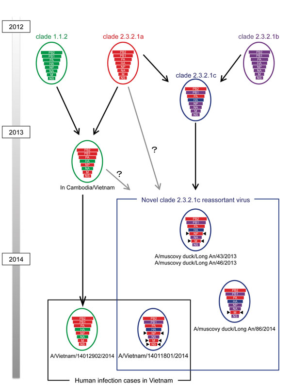 Novel reassortant virus (A/Vietnam/14011801/2014) identified in a human case of influenza A(H5N1) virus infection in Vietnam, 2014. Ancestry of genes is denoted in the hemagglutinin clades. Arrows indicate genes that differ from the gene lineages of original clade 2.3.2.1c viruses. Colors indicate ancestry of each gene: green, clade 1.1; red, clade 2.3.2.1a; purple, 2.3.2.1b; and blue, clade 2.3.2.1c. 