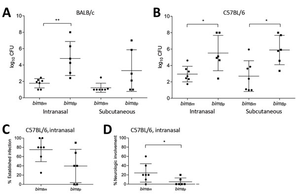 Virulence of bimBm and bimBp Burkholderia pseudomallei isolates. Day 21 50% infectious dose values after intranasal and subcutaneous infection of BALB/c (A) and C57BL/6 (B) mice with bimBm (n = 7) and bimBp (n = 6) B. pseudomallei isolates. Groups of 5 mice were inoculated via intranasal and subcutaneous routes at 10-fold increasing doses of B. pseudomallei, ranging from 100 CFU to 107 CFU. Virulence of bimBm isolates was significantly greater for both mouse strains, regardless of the infection 