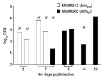 Thumbnail of Brain bacterial loads in mice that had signs of neurologic involvement and succumbed to infection with MSHR543 (bimBm) and MSHR305 (bimBp) Burkholderia pseudomallei isolates. Bacterial loads in brains of C57BL/6 mice (MSHR543, n = 4; MSHR305, n = 5) that had become moribund and required euthanasia within the 21-day experimental period after intranasal infection with MSHR543 (1.4 × 104 CFU; white bars) and MSHR305 (1.1 × 104 CFU; black bars). N indicates mice that displayed symptoms 