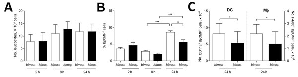 Internalization and persistence of bimBm and bimBp Burkholderia pseudomallei isolates within murine leukocytes. Spleen and lymph node–derived leukocytes were co-cultured with B. pseudomallei isolates at multiplicity of infection 1:5. A) At 2, 8, and 24 hours postinfection, absolute numbers of CD45+ leukocytes were comparable in cultures infected with bimBm and bimBp strains. B) Bacterial uptake (2 h) and persistence (8 h and 24 h) was compared by assessing the percentage of CD45+ leukocytes that