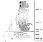 Thumbnail of Maximum-likelihood phylogenetic tree estimated by using nucleotide sequences of the complete open reading frame (ORF) of genomes of West Nile virus (WNV) strains isolated in Australia, 1960–2012 (black circles), compared with representative strains from different lineages and clades. The tree was estimated by using a general time-reversible model of nucleotide substitution with a gamma distribution and invariant sites. Bootstrap values are shown on the nodes and are expressed as a p