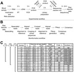 Thumbnail of MinION sequencing. A) Experimental and B) bioinformatics workflows. Times indicated are the approximate duration for each procedure. C) Sequencing results showing Ebola virus load (expressed as Ct value), percentage of the genome with a minimum read depth of &lt;1 or &lt;33, mean read depth, theoretical probability for a miscalled base (TPMB), and GenBank accession numbers of complete and nearly complete genomes. Brackets at left indicate percentage of Ebola virus-positive patient s