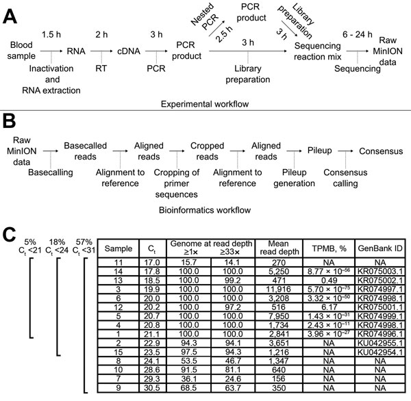 MinION sequencing. A) Experimental and B) bioinformatics workflows. Times indicated are the approximate duration for each procedure. C) Sequencing results showing Ebola virus load (expressed as Ct value), percentage of the genome with a minimum read depth of &lt;1 or &lt;33, mean read depth, theoretical probability for a miscalled base (TPMB), and GenBank accession numbers of complete and nearly complete genomes. Brackets at left indicate percentage of Ebola virus-positive patient samples below 