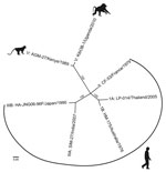 Thumbnail of Whole-genome phylogenetic reconstruction of representative HAVs. HAVs are grouped into 6 genotypes based on 168 bp of the C-terminal extension of the viral protein 1 gene. Baboon HAV detected in Kibale National Park, Uganda, in 2010 and 2014 (GenBank accession number KT819575) clusters with AGM-27 (3), previously the sole member of genotype V. jModeltest 2 (http://jmodeltest.org) was used to find the best-fit evolutionary model for the data, after which the maximum-likelihood tree w