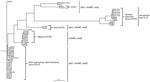 Thumbnail of Parsimony tree obtained from the core-genome single-nucleotide polymorphism analysis of VT2f-producing verotoxigenic Escherichia coli (VTEC) strains from this study compared with VTEC belonging to the most relevant serogroups with publicly available sequences. In detail: 2 VTEC O157:H7 strains, EDL933 and Sakai (GenBank accession nos. NZ_CP008957.1 and NC_002695.1); 1 O26:H6, strain 11368 (accession no. NC_013361.1); 1 O145:H28, strain RM12581 (accession no. NZ_CP007136.1); and 1 O1