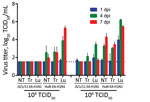 Thumbnail of Replication of Eurasian avian-like influenza A/Jiangsu/1/2011 (JS/1/11 EA-H1N1) virus and Eurasian avian-like influenza A/Hunan/42443/2015 (HuN EA-H1N1) virus in the respiratory tracts of C57BL/6 mice. Eight- to ten-week-old female mice (3/group/time point) were inoculated intranasally with 50 μL of PBS containing 104 or 106 TCID50 of JS/1/11 EA-H1N1 or HuN EA-H1N1 virus. Mice from each group were euthanized at 1, 4, and 7 days postinoculation (dpi). Tissues from each animal were ho