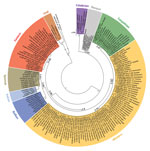 Thumbnail of Phylogenetic relationships of European bank vole lineages. Sequences are categorized on the basis of mitochondrial cytochrome b gene sequences and shown as a maximum clade credibility phylogenetic tree with posterior probabilities displayed for major nodes. Novel sequences are labeled with individual code and trapping site (Technical Appendix Table). Additional published sequences are included as references for bank vole evolutionary lineages, labeled with GenBank accession number f