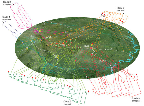 Geographic spread of the 5 outbreak clades of Streptococcus suis minimum core genome type 1 sequence type 7 before and during outbreak of S. suis human infections, Sichuan Province, China, 2005. Phylogenetic relationship of isolates within a clade is detailed in Technical Appendix 2 Figure 1). Lineages that developed before 2005 are marked with dashed lines. Clades are displayed separately around the map for better visualization of their geographic distribution. Locations are marked by bubbles i