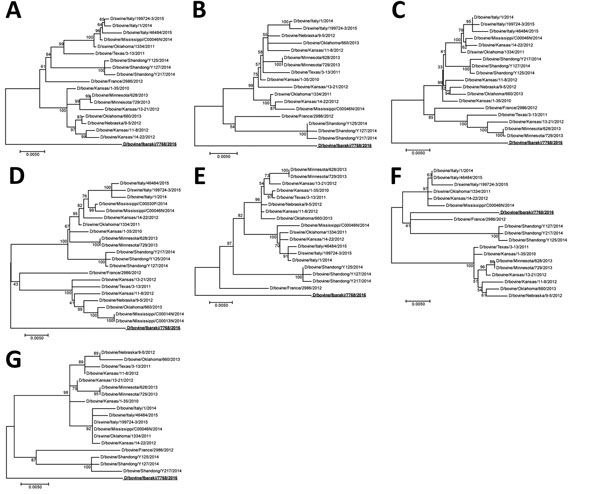 Phylogenetic trees of the 7 genomic segments of D/bovine/Ibaraki/7768/2016 (bold underline) at the nucleotide level. A) Polymerase basic protein 2; B) polymerase basic protein 1; C) polymerase protein 3; D) hemagglutinin-esterase-fusion protein; E) nucleoprotein; F) matrix protein; G) nonstructural protein. Maximum-likelihood analysis, in combination with 500 bootstrap replicates, was used to derive trees based on nucleotide sequences of the genome segments. Bootstrap values are shown above and 