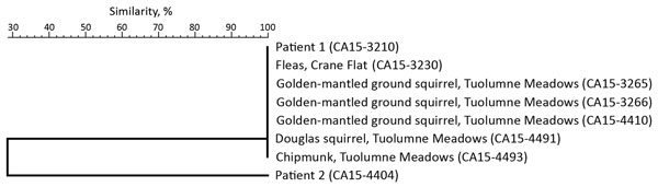 Sequencing results, based on percent similarity, for Yersinia pestis isolates from Yosemite National Park, California, USA, August–October 2015. 