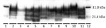 Thumbnail of Western blot characterization of the inocula used to inoculate reindeer and brainstem samples from representative reindeer from each experimental group in study of chronic wasting disease transmission. Scrapie prion protein (PrPSc) immunodetection using the monoclonal antibody 6H4. Positive Western blot results demonstrate a 3-band pattern (diglycosylated, highest; monoglycosylated, middle; and nonglycosylated, lowest) that is characteristic of prion diseases. Lanes: 1, biotinylated