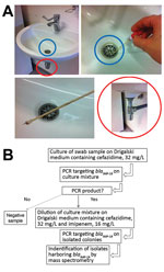 Thumbnail of Environmental testing for IMP-19 producers in investigation of nosocomial infections linked to contaminated sinks, France. A) Sink (blue circles), swab specimen of sink, and drain (red circles) tested. B) Flowchart of testing procedure.