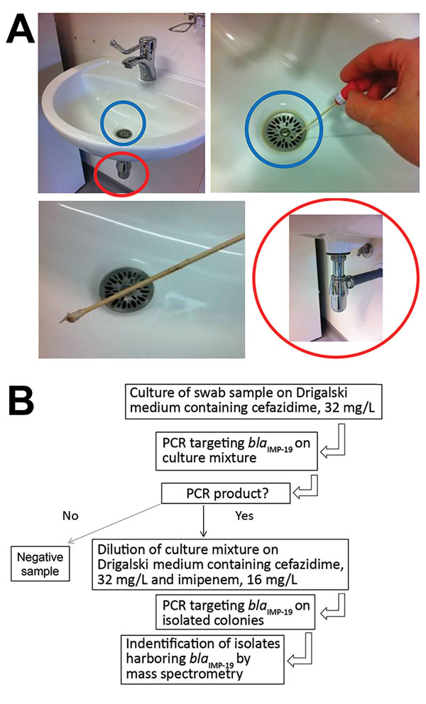 Environmental testing for IMP-19 producers in investigation of nosocomial infections linked to contaminated sinks, France. A) Sink (blue circles), swab specimen of sink, and drain (red circles) tested. B) Flowchart of testing procedure.