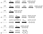 Thumbnail of Diversity of integrons harboring blaIMP-19 isolated from patients with nosocomial infections linked to contaminated sinks, France. Arrows indicate direction of transcription. a–f, suI-type class 1 integrons; g, Tn402−like class 1 integron. aac(6′)-Ib, aminoglycoside 6′-N-acetyltransferase; aadA13, aminoglycoside adenyltransferase ANT(3′); aadB, aminoglycoside-2′′-O-nucleotidyltransferase; blaIMP-19, metallo-β-lactamase IMP-19; fused qacG, aminoglycoside 6′-N-acetyltransferase; intl1