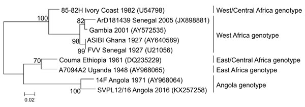 Maximum-likelihood phylogenetic reconstruction of 201 nt of the NS5 gene of yellow fever virus in Angola and other recognized genotypes of the virus in Africa. Node values indicate bootstrap confidence values generated from 1,000 replicates. GenBank accession numbers are indicated in brackets. Scale bar indicates substitutions per site. 