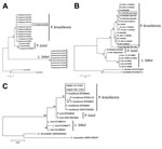 Thumbnail of Unrooted maximum-parsimony phylogenetic trees of A) partial internal transcribed spacer (ITS), B) 2 partial glycoprotein 43 (gp43) (12–14), and C) 2 partial chitin synthase 4 (CHS4) (A. Schaefer, P.J. McCarthy, unpub. data) gene sequences of Paracoccidioides brasiliensis. Sequences were obtained pathogen-infected bottlenose dolphins, Indian River Lagoon, Florida, USA, and compared with homologous sequences of cultivated Paracoccidioides brasiliensis (Pb), P. lutzii (Pi), and unculti