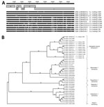 Thumbnail of Analysis of 11 newly identified VSBV-1 genomes from squirrels collected in Germany and the Netherlands, 2015, in comparison with related bornaviruses. A) New sequences aligned with published squirrel-derived VSBV-1 genome (GenBank accession no. LN713680). The upper black bar indicates the reference sequence; gray boxes depict the genome. White bar sections for each animal sequence indicate nucleotide variations. The new sequences show 1–29 nucleotide differences compared to the publ