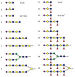 Thumbnail of Glycan structures of influenza A viruses. Structures are shown for sialylated glycans present in the array in nonfucosylated (glycans 1–9) and fucosylated (glycans 11–19) forms and binding by hemagglutinins is shown in Figures 2 and 7. Glycans 1 and 11 correspond to 3′SLN (nonfucosylated glycan) and 3′SLeX (fucosylated form of 3′SLN), respectively. Similarly, glycans 3 and 13 correspond to 6-O-sulfo 3′SLN (6S-3′SLN) and 6-O-sulfo 3′SLeX (6S-3′SLeX), respectively. Blue squares, N-ace