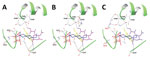 Thumbnail of Structural models of influenza A virus H5 proteins complexed with 3′SLeX. A) Clade 1 H5 (H5N11 of A/Vietnam/1194/2004) complexed with 3′SLeX (PDB 3ZNM0 (29). B) H5N12.3.4 and C) H5N8 hemagglutinins were modeled into the structure shown in panel A as detailed in Materials and Methods. Key amino acids are indicated and shown in a stick representation. C (gray), O (red), and N (blue) in the side chains are colored. SIA, Gal, GlcNAc, and Fuc moieties of 3′SLeX are shown in purple, yello