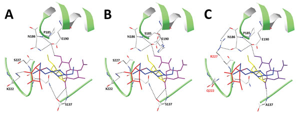 Structural models of influenza A virus H5 proteins complexed with 3′SLeX. A) Clade 1 H5 (H5N11 of A/Vietnam/1194/2004) complexed with 3′SLeX (PDB 3ZNM0 (29). B) H5N12.3.4 and C) H5N8 hemagglutinins were modeled into the structure shown in panel A as detailed in Materials and Methods. Key amino acids are indicated and shown in a stick representation. C (gray), O (red), and N (blue) in the side chains are colored. SIA, Gal, GlcNAc, and Fuc moieties of 3′SLeX are shown in purple, yellow, blue, and 