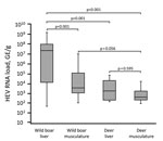 Thumbnail of Box plot comparison of HEV RNA load in wild boar and deer specimens from Germany, 2013–2015. Boxes indicate first (bottom) and third quartile; horizontal line within boxes indicate median; error bars indicate minimum and maximum. p values for pairwise comparison of groups are shown. GE, genome equivalents; HEV, hepatitis E virus.