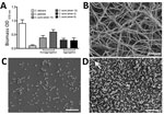 Thumbnail of Biofilm formation on Candida auris, C. albicans, and C. glabrata yeast strains. A) Biomass quantities were determined spectrophotometrically for 4 strains of C. auris and 1 each of C. albicans and C. glabrata. Isolates were standardized to 106 cells/mL in RPMI-1640 and grown in flat-bottomed 96-well microtiter plates for 24 h at 37°C. Biofilms were then washed, stained with crystal violet solution, and quantified. Data represent the mean ± SD of experiments performed on 3 separate o