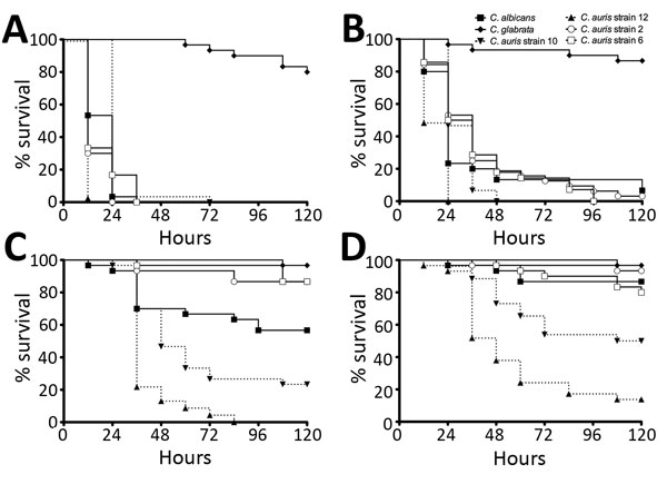 Pathogenicity of Candida species yeast infections in vivo. Galleria mellonella larvae were infected with 106 (A), 5 × 105 (B), 105 (C), and 5 × 104 (D) cells/larvae of C. albicans, C. glabrata, and 4 C. auris strains, and larvae survival measured every 12 h over 5 d. Ten samples of each yeast were used, and experiments were performed on 3 independent occasions. Data represents the mean percentage survival, as determined using a Kaplan-Meier plot. PBS and controls, which were pierced only, were a