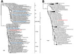 Thumbnail of Phylogenetic trees showing comparison of swine influenza virus (H1N2) from Chile (red) and reference viruses. We performed phylogenetic analyses on complete hemagglutinin (A) and neuraminidase (B) genome sequences using RAxML with 200-bootstrap replicates (21). Blue indicates control H1 viruses. Scale bars indicate number of substitutions per site.