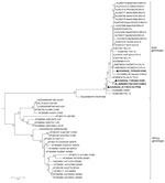 Thumbnail of Phylogenetic tree of Zika virus partial nonstructural protein 5 gene of 3 strains detected from humans in Cambodia. The partial sequences of the nonstructural protein 5 gene (192–194 nt) generated from the PCR products obtained for each strain were analyzed and assembled by using CLC Main Workbench 5.5 package (CLC bio A/S, Aarhus, Denmark). MEGA6 (14) was used to perform multiple sequence alignment of Cambodia strains with Zika virus reference strains from Africa and Asia genotypes