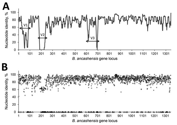 Pairwise comparisons of protein-coding genes of Bartonella isolates from patients with verruga peruana, rural Ancash region, Peru. A) Nucleotide similarity of B. ancashensis protein-coding sequences compared with those of B. bacilliformis (gray circles in panel B), top hit non-bacilliformis Bartonella (+ in panel B) and not determined hypothetic proteins (Δ in panel B). B) Nucleotide similarity plot. Average nucleotide identity within a window of 10 genes was plotted against gene locus number. R