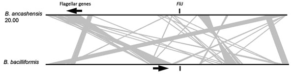 Genetic arrangement of the genome of B. ancashensis isolate 20.00 from a patient with verruga peruana, rural Ancash region, Peru, compared with that of B. bacilliformis KC583. Black lines indicate chromosomes and gray lines link syntenic genomic regions that are rearranged between the 2 genomes. FliJ genes are indicated by black vertical bars, and flagellar gene clusters are indicated by arrows, which indicate direction of transcription.