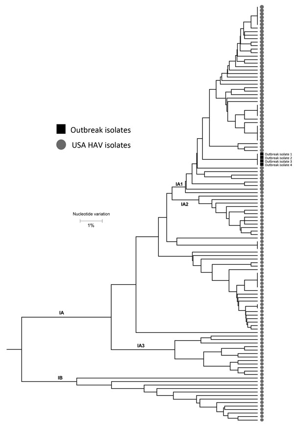 Polygenetic analysis of HAV isolates within the Centers for Disease Control and Prevention’s US HAV database. The genomic regions are the 315-bp long HAV VP1/P2B (viral protein 1/amino terminus of 2B). Black squares indicate isolates from the outbreak of HAV transmitted through a combined liver–small intestine–pancreas transplantation, Texas, USA, 2014–2015. Scale bar indicates nucleotide variation. HAV, hepatitis A virus.