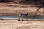 Thumbnail of A dead hippopotamus floating down the South Luangwa River in northeastern Zambia during an anthrax outbreak in 2011.