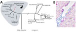 Thumbnail of Phylogenetic and histopathologic analysis of probable new avian hepadnavirus, elegant-crested tinamou hepatitis B virus (ETHBV), Germany. A) Bayesian phylogeny of virus isolated from an elegant-crested tinamou (Eudromia elegans) compared with reference viruses. Tree was created on the basis of full-genome sequences from the family Hepadnaviridae. The analysis was run for 4 million generations and sampled every 100 steps, and the first 25% of samples were discarded as burn-in in MrBa