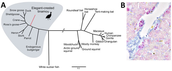 Phylogenetic and histopathologic analysis of probable new avian hepadnavirus, elegant-crested tinamou hepatitis B virus (ETHBV), Germany. A) Bayesian phylogeny of virus isolated from an elegant-crested tinamou (Eudromia elegans) compared with reference viruses. Tree was created on the basis of full-genome sequences from the family Hepadnaviridae. The analysis was run for 4 million generations and sampled every 100 steps, and the first 25% of samples were discarded as burn-in in MrBayes (9). Hase