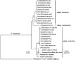 Thumbnail of Multilocus phylogenetic analysis of Francisella tularensis isolates, including ringtail possum sequences from Australia. The alignment comprised 5 concatenated housekeeping genes (LepA, RecA, GyrB, AtpD, and TrpB) from the ringtail possum FT7 isolate and RNA-Seq pool (boldface) as well as National Center for Biotechnology Information whole-genome reference sequences (27 sequences, alignment length 7,009 nt). The coverage of each gene from the RNA-Seq data was 71.8%–100%, with mean d