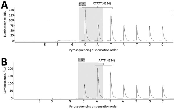 Neuraminidase gene segment (nts 399–497) of influenza B/Laos/0080/2016 virus carrying NA-H134 (A) and B/Laos/0654/2016, NA-N134 (B). RNA extracted from respiratory specimens was used for reverse transcription PCR (RT-PCR) amplification. Two primers, NA-B-242F (5′-CATACCCGCGTTTATCTTGC-3′, forward primer) and NA-B-426Rb (biotin-5′-CTGTCTCCTCTTGTTCCATTGTAG-3′, reverse biotinylated primer) were used in RT-PCR, essentially as described previously (10); primer NA-B-378Fs (5′-TGCAAACACTTTGCTTTAAC-3′) w