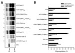 Thumbnail of Biochemical features of the protease-resistant prion protein (PrPres) detected in the brain of TgMet129, TgMet/Val129, and TgVal129 mice inoculated with vCJD. A) PrPres detected in TgMet129 (lanes 2 and 5), TgMet/Val129 (lane 3), and TgVal129 (lane 4 and 6) mice inoculated with vCJD brain homogenate or TgMet129-passaged vCJD prions. Similar quantities of PrPres were loaded for adequate comparison and immunoblots were detected with Sha31 monoclonal antibody (mAb). The original vCJD i