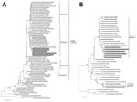 Thumbnail of Phylogenetic trees of the HA and NA gene segments of highly pathogenic avian influenza virus A(H5N6) isolated in Japan. The nucleotide sequences of the H5 HA (A) and N6 NA (B) genes were analyzed by the maximum-likelihood method along with the corresponding genes of reference strains using MEGA 7.0 software (http://www.megasoftware.net/). Horizontal distances are proportional to the minimum number of nucleotide differences required to join nodes and sequences. Numbers at the nodes i