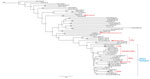 Thumbnail of Dendrogram based on core SNP analysis of Burkholderia pseudomallei genomes by using maximum-parsimony for isolate kSNP3.021. Values at nodes indicate SNP distances between connecting nodes. Numbers to the right of the strain names are numbers of SNPs unique to that genome. Scale bar indicates nucleotide substitutions per site. POW, prisoner of war; SNP, single-nucleotide polymorphism.