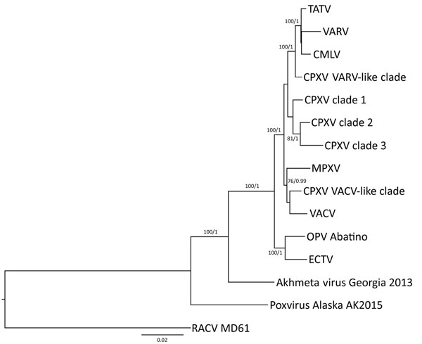 Phylogenetic analysis of OPV Abatino obtained from skin lesion of Tonkean macaque during outbreak at animal sanctuary, Italy, January 2015. Nine conserved genes (GenBank accession nos. KY100107–KY100115) obtained with next-generation sequencing were concatenated and aligned with the homologous concatenated sequences from representative OPV strains (GenBank accession no.): TATV-Dahomey-1968 (DQ437594.1), VARV-Bangladesh-1975 (L22579.1), CMLV-M96 (AF438165.1), CPXV-HumAac09–1 (KC813508.1), CPXV-Ge