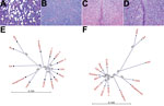 Thumbnail of Histologic and phylogenetic examination in investigation of piglets with congenital tremor (CT) on a farm in southeastern Austria, 2015. A) Cerebellar white matter of CT-affected piglet showing multiple sharply bordered vacuoles but normal myelination (stained in blue; luxol fast blue/hematoxylin-eosin staining; original magnification ×10). B) Control piglet with normal cerebellar white matter (original magnification ×10). C) Spinal cord white matter in CT-affected piglet shows a se