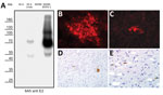 Thumbnail of Detection of pestivirus E2 protein with monoclonal antibody 6A5 in investigation of piglets with congenital tremor (CT) on a farm in southeastern Austria, 2015. A) Western blot analysis of cells infected with novel virus provisionally termed Linda virus. Total protein of SK-6 cells infected with Linda virus and MDBK cells infected with BVDV-1 (strain NADL) was probed with the pestivirus E2-specific antibody 6A5. The apparent molecular mass of monomeric E2 (LV 50 kDa and BVDV-1 55 kD