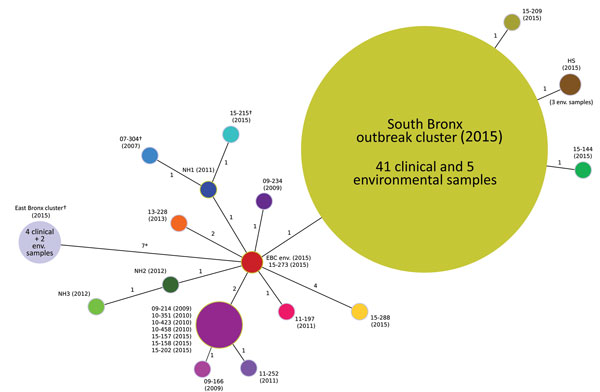 Minimum spanning tree of 77 isolates related to the 2015 South Bronx Legionnaires’ disease outbreak caused by an endemic strain of Legionella pneumophila, New York City, New York, USA, 2015. The tree was created by using single-nucleotide polymorphism (SNP) differences found across all isolates. Sizes of circles are proportional to number of isolates having identical genomic backgrounds, numbers adjacent to lines indicate number of polymorphism differences between each node, and numbers in paren