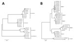 Thumbnail of Maximum-likelihood (ML) analyses of intergenic transcribed spacer 1 genes of Bartonella spp. and of the Pediculus humanus humanus louse mitochondrial cytochrome b (cytb) gene. A) Bartonella spp. analysis. The tree with the highest log likelihood is shown, and ML bootstrap values &gt;80 are indicated at each node. The tree is drawn to scale. Sequences are indicated by GenBank accession number; Solid circle indicates the sequence retrieved in this study. The Bartonella species is indi