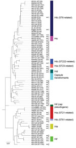 Thumbnail of Multilocus sequencing typing (MLST) of encapsulated and nonencapsulated Haemophilus influenzae isolates. MLST was performed on a subset of encapsulated isolates (n = 44) from the evaluation set, including all type a and type b isolates (n = 33). All major genetic lineages (indicated by colors), except the least common lineage of Hia (ST4-related), of encapsulated H. influenzae were represented in the collection, including the 2 more common lineages of Hia and all 3 lineages of Hib. 