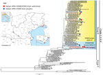 Thumbnail of Highly pathogenic avian influenza A(H5N8) and A(H5N5) in birds, Italy, 2016–17). A) Geographic distribution of cases in wild (red) and domestic (blue) birds in northern Italy. Squares indicate the samples sequenced in this study; circles indicate positive samples for which no genetic information was available at the time of writing. B) Maximum likelihood phylogenetic tree of the hemagglutinin gene of clade 2.3.4.4 viruses. Viruses analyzed in this study are indicated with red (wild 