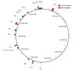 Thumbnail of BLAST ring image generator (BRIG) plot generated from BLAST+ (21) comparisons of Shiga toxin–producing Escherichia coli (STEC) O55:H7 122262 prophages and homologous STEC O157:H7 Sakai prophages. STEC O55:H7 122262 chromosome is set as the reference genome, and the 122262 prophages (P1–P15) comprise the first ring. The homologous STEC O157:H7 Sakai prophages (Sp2, Sp3, Sp6, Sp8, and Sp14) identified in the BLAST analysis were added to the image according to their known locations (Ta