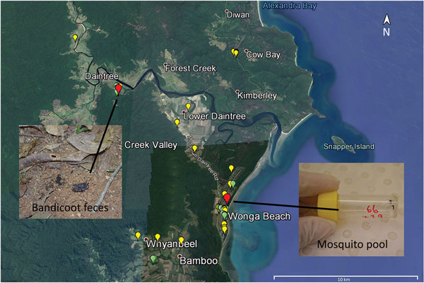 Sample collection for detection of Mycobacterium ulcerans DNA in Buruli ulcer–endemic area, northern Queensland, Australia. Environmental samples were collected in the Daintree River basin during September (yellow) and October (green) 2013. Red indicates locations where Bandicoot feces and mosquito pool samples with positive results by real-time PCR for all 3 M. ulcerans targets were collected. Inset shows specimens from bandicoots and mosquitoes. Map created by using Google Earth (https://www.g